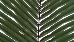 Preview wallpaper palm, branch, leaves, plant, macro, green