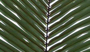 Preview wallpaper palm, branch, leaves, plant, macro, green