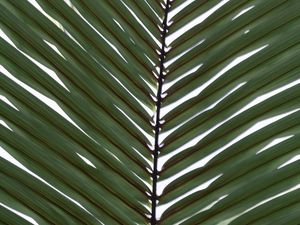 Preview wallpaper palm, branch, leaves, plant, macro, green