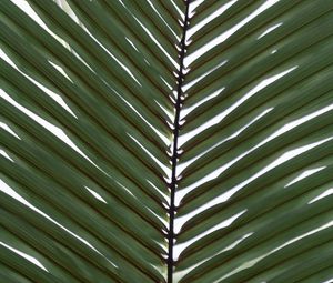 Preview wallpaper palm, branch, leaves, plant, macro, green