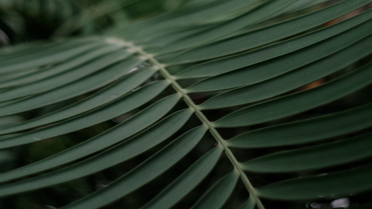 Wallpaper palm, branch, macro, leaves, plant