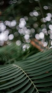 Preview wallpaper palm, branch, macro, leaves, plant