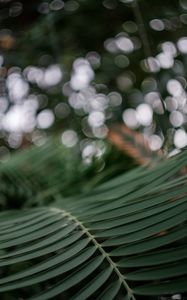 Preview wallpaper palm, branch, macro, leaves, plant