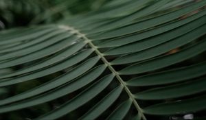 Preview wallpaper palm, branch, macro, leaves, plant