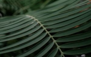 Preview wallpaper palm, branch, macro, leaves, plant