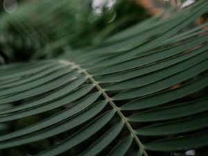 Preview wallpaper palm, branch, macro, leaves, plant