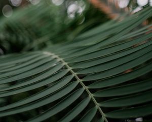 Preview wallpaper palm, branch, macro, leaves, plant