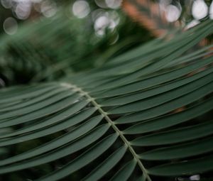 Preview wallpaper palm, branch, macro, leaves, plant