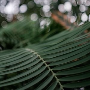 Preview wallpaper palm, branch, macro, leaves, plant