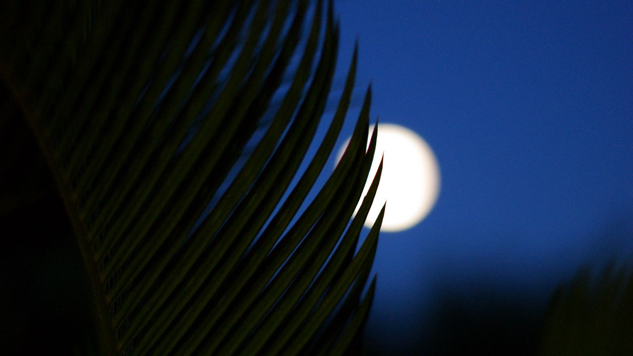 Wallpaper palm, branch, moon, night, dark