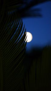 Preview wallpaper palm, branch, moon, night, dark