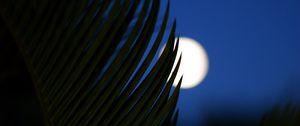 Preview wallpaper palm, branch, moon, night, dark