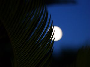 Preview wallpaper palm, branch, moon, night, dark