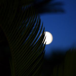 Preview wallpaper palm, branch, moon, night, dark