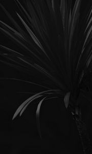 Preview wallpaper palm, branch, plant, black