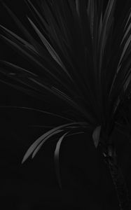 Preview wallpaper palm, branch, plant, black
