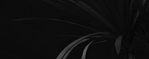 Preview wallpaper palm, branch, plant, black