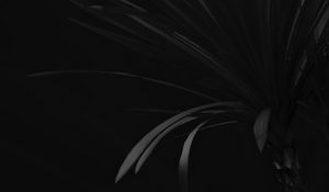 Preview wallpaper palm, branch, plant, black