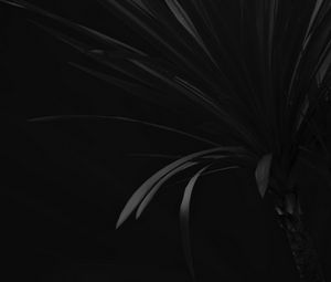 Preview wallpaper palm, branch, plant, black