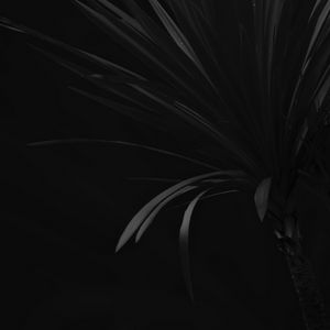 Preview wallpaper palm, branch, plant, black