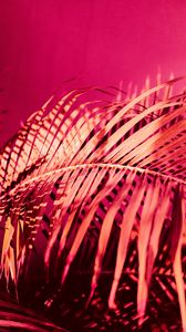 Preview wallpaper palm, branch, plant, pink