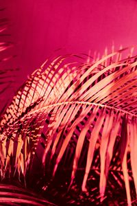 Preview wallpaper palm, branch, plant, pink