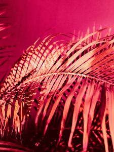 Preview wallpaper palm, branch, plant, pink