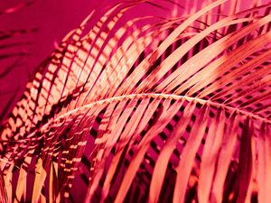 Preview wallpaper palm, branch, plant, pink