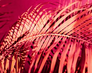 Preview wallpaper palm, branch, plant, pink