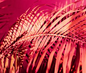 Preview wallpaper palm, branch, plant, pink