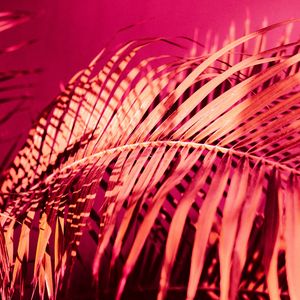 Preview wallpaper palm, branch, plant, pink