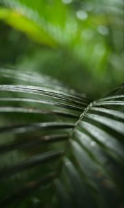 Preview wallpaper palm, branch, plant, green, macro