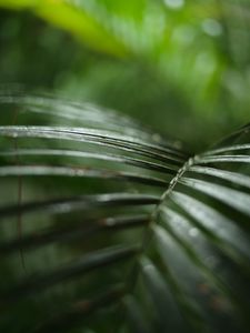 Preview wallpaper palm, branch, plant, green, macro