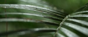 Preview wallpaper palm, branch, plant, green, macro