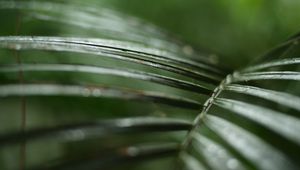 Preview wallpaper palm, branch, plant, green, macro