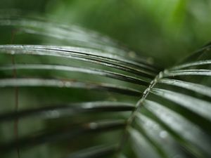 Preview wallpaper palm, branch, plant, green, macro