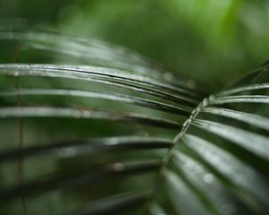 Preview wallpaper palm, branch, plant, green, macro