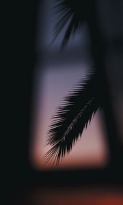 Preview wallpaper palm, branch, silhouette, dark