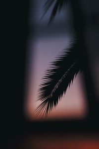 Preview wallpaper palm, branch, silhouette, dark