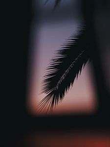 Preview wallpaper palm, branch, silhouette, dark