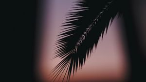 Preview wallpaper palm, branch, silhouette, dark