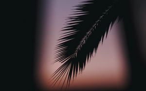 Preview wallpaper palm, branch, silhouette, dark