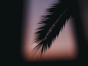 Preview wallpaper palm, branch, silhouette, dark