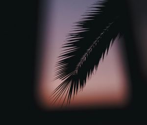 Preview wallpaper palm, branch, silhouette, dark