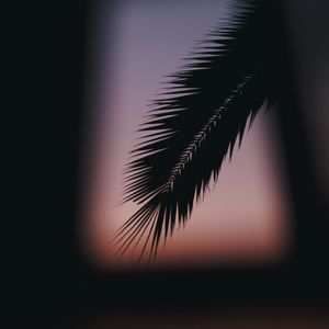 Preview wallpaper palm, branch, silhouette, dark