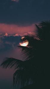 Preview wallpaper palm, branch, sunset, sun, sky, clouds