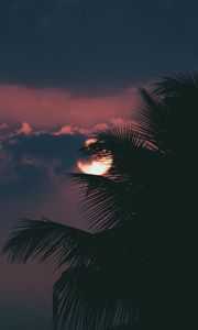 Preview wallpaper palm, branch, sunset, sun, sky, clouds
