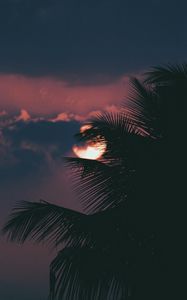 Preview wallpaper palm, branch, sunset, sun, sky, clouds