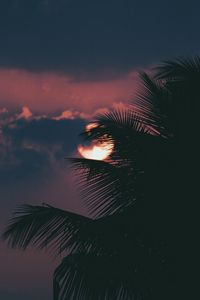 Preview wallpaper palm, branch, sunset, sun, sky, clouds