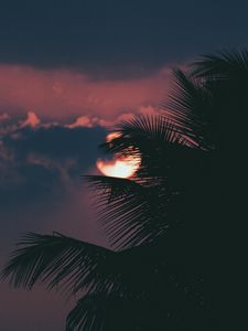 Preview wallpaper palm, branch, sunset, sun, sky, clouds